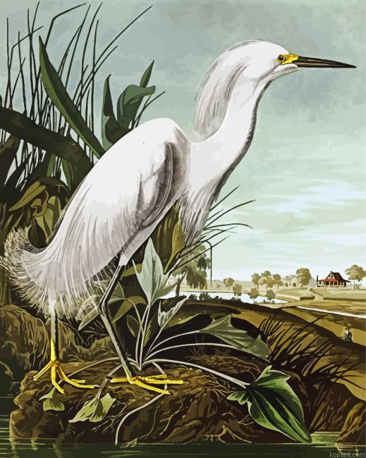Snowy Heron By John James Audubon Painting By Numberss.png
