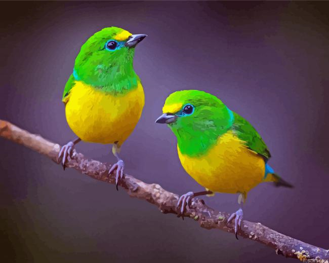 Songbird Painting By Numberss.png