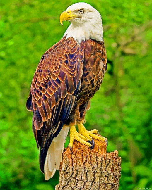 Southern Bald Eagle New Painting By Numberss.png
