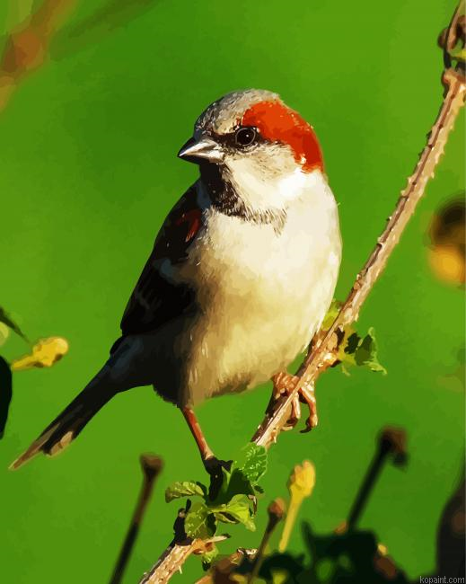 Sparrow Bird Animal Paint By Numbers.png