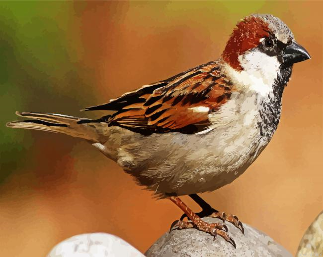 Sparrow Bird Paint By Numbers.png