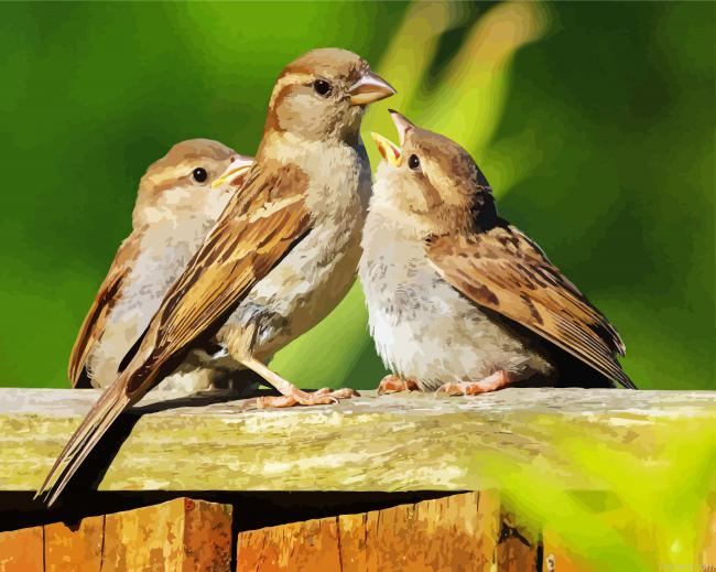 Sparrow Birds Paint By Numbers.png