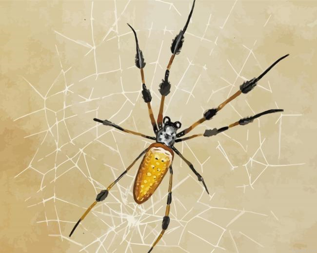 Spider Art Painting By Numberss.png