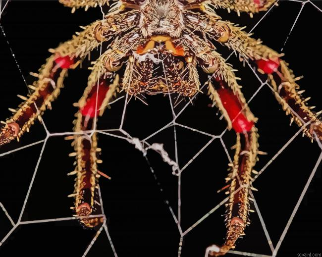 Spider In Web Painting By Numberss.png