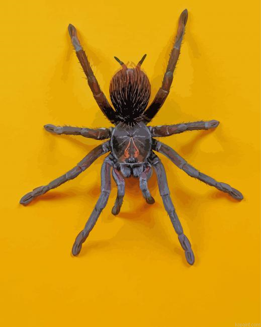 Spooky Spider Painting By Numberss.png
