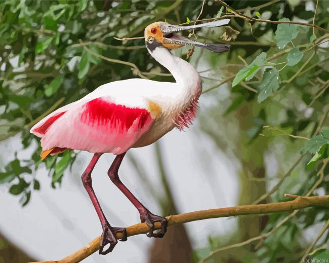 Spoonbills Painting By Numberss.png