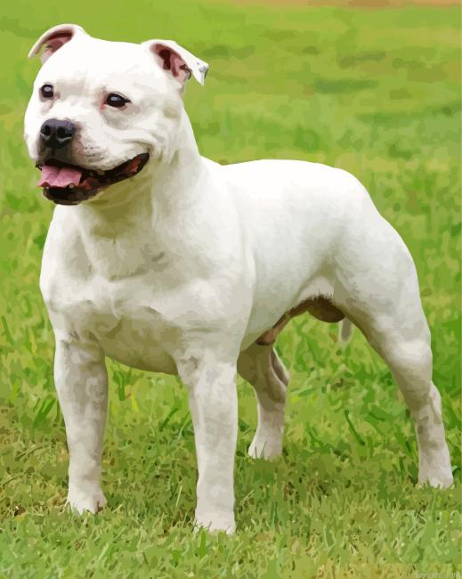 Staffy Dog Animal Paint By Numbers