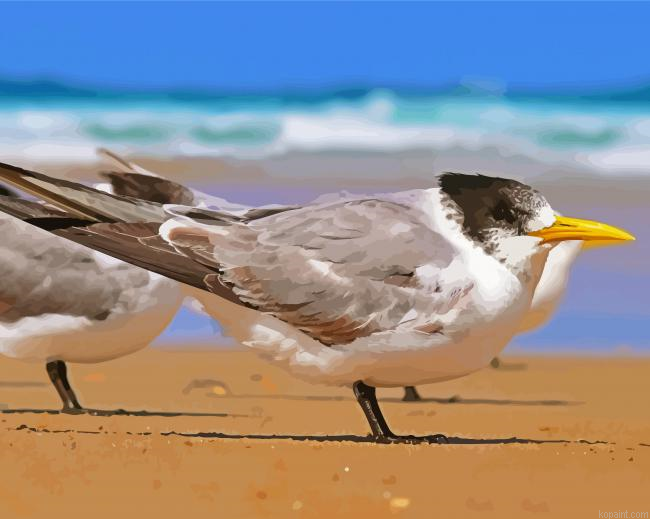 Sternidae Painting By Numberss.png