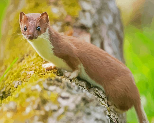 Stoat Painting By Numberss.png