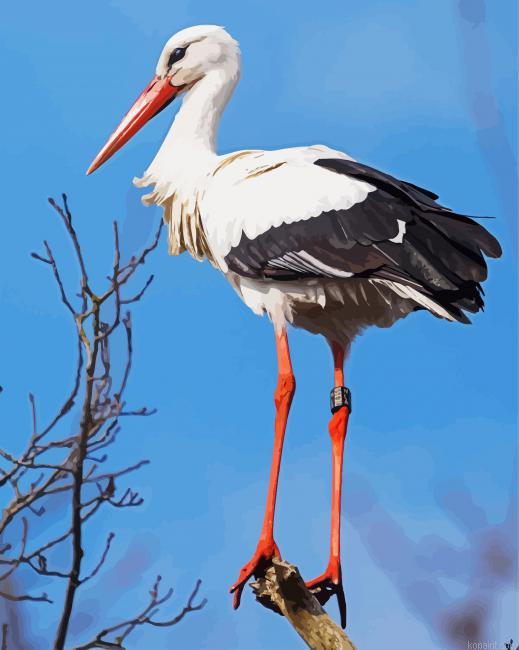 Stork Bird Painting By Numberss.png