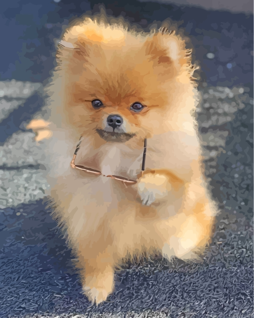 Stylish Pomeranian Painting By Numberss.png