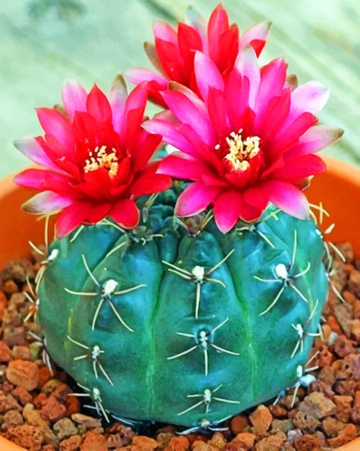 Succulent Cactus New Painting By Numberss.png