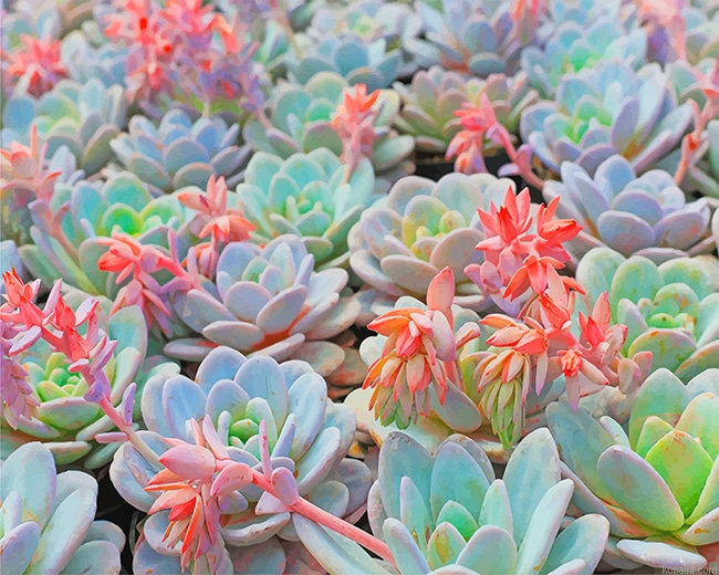 Succulent Plant New Painting By Numberss.png