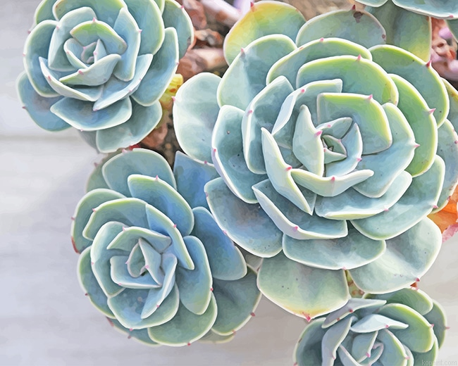 Succulents New Painting By Numberss.png