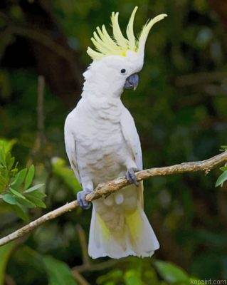 Sulphur Crested Cockatoo On Tree Painting By Numberss.png