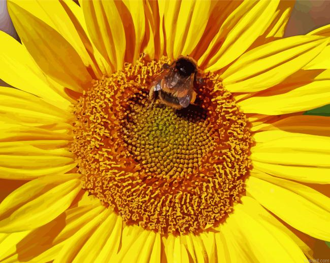Sunflowers Bee Painting By Numberss.png