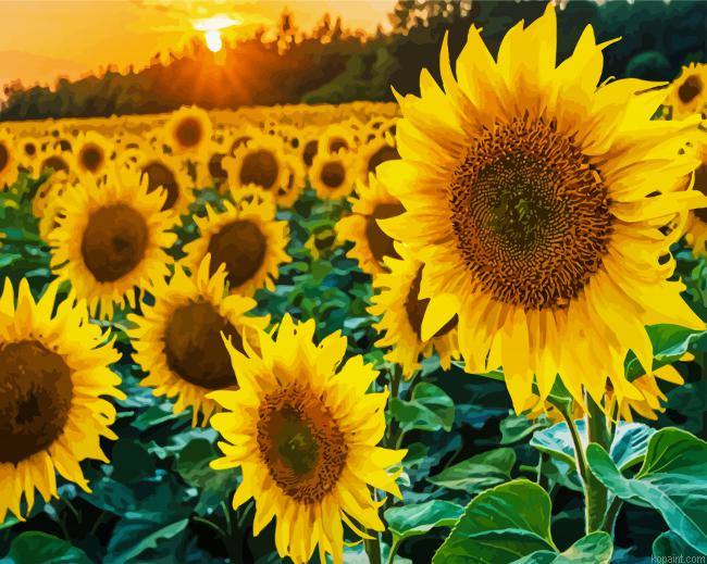 Sunflowers Painting By Numberss.png