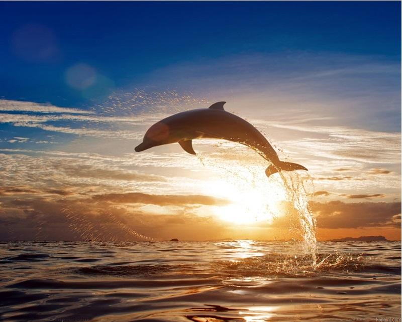 Sunset Dolphin Animals Painting By Numberss.png
