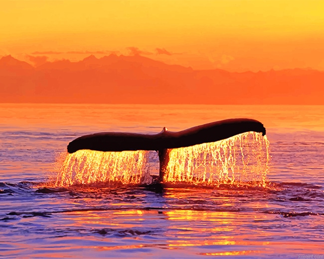 Sunset Whale Fluke Painting By Numberss.png