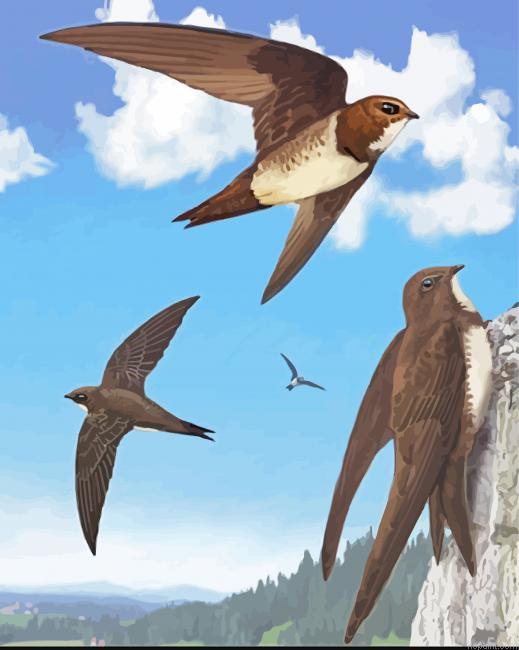 Swift Birds Animals Painting By Numberss.png