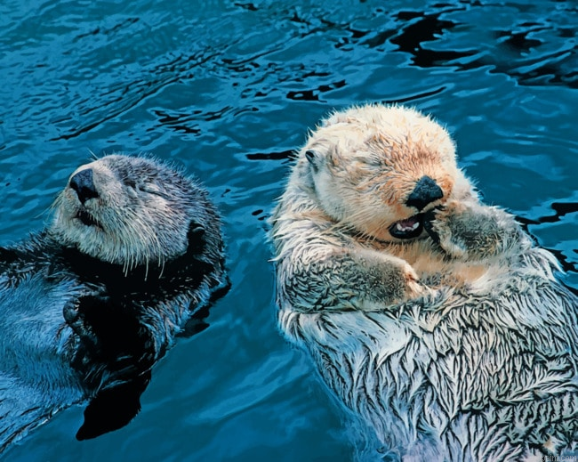 Swimming Otters Painting By Numberss.png