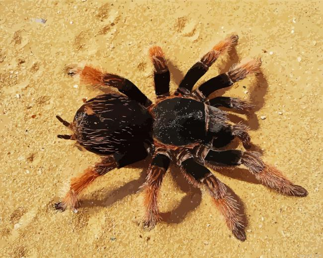 Tarantula On Sand Painting By Numberss.png