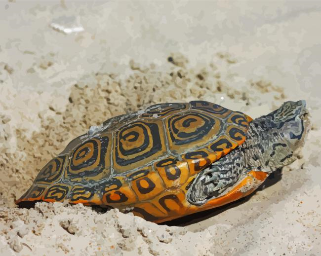 Terrapin Turtle In Sand Painting By Numberss.png