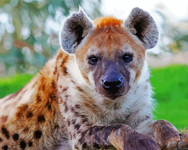 The Animal Spotted Hyena Paint By Numbers