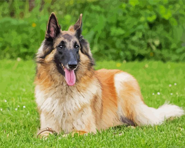 The Belgian Tervuren Dog Painting By Numberss.png