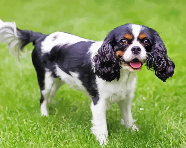 The Cavalier King Charles Spaniel Painting By Numberss.png