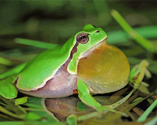 The European Tree Frog Painting By Numberss.png