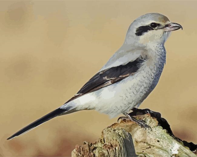The Great Grey Shrike Painting By Numberss.png