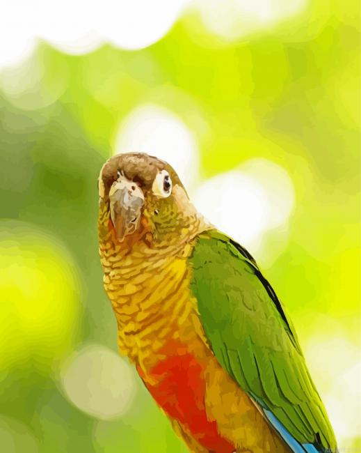 The Green Cheek Conure Parrot Bird Paint By Numbers