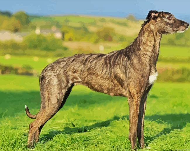 The Lurcher Dog Painting By Numberss.png