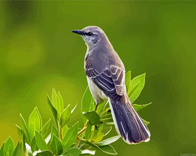 The Northern Mockingbird Painting By Numberss.png