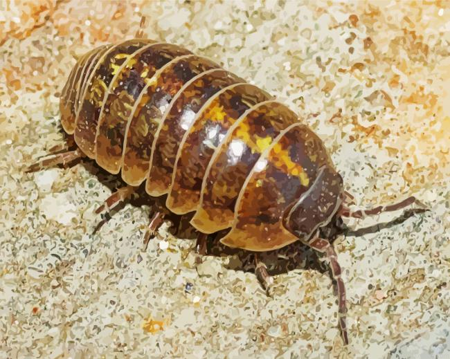 The Roly Poly Painting By Numberss.png