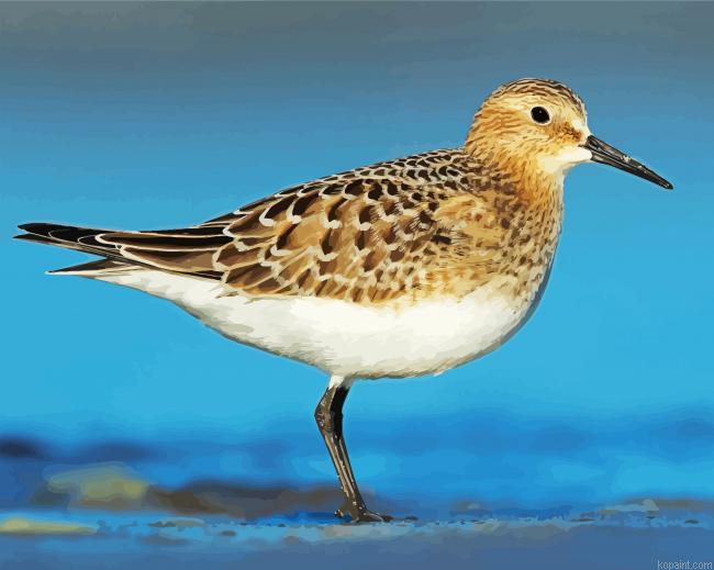 The Sandpiper Bird Painting By Numberss.png