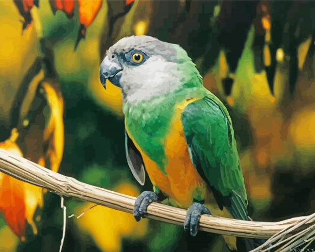 The Senegal Bird Painting By Numberss.png
