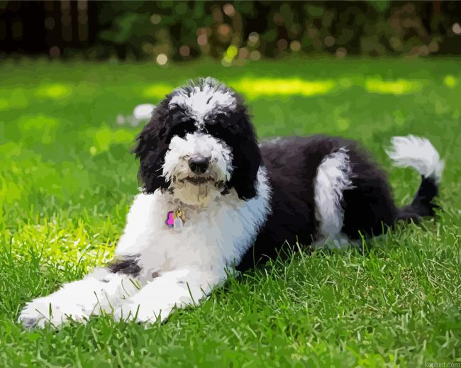 The Sheepadoodle Dog Painting By Numberss.png