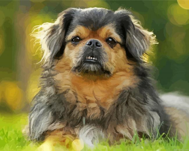 The Tibetan Spaniel Dog Painting By Numberss.png