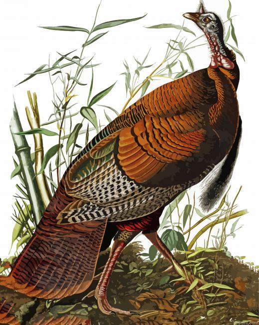 The Wild Turkey By John James Audubon Painting By Numberss.png