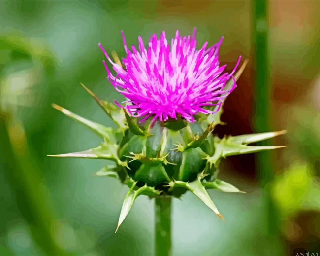 Thistle Plant Painting By Numberss.png