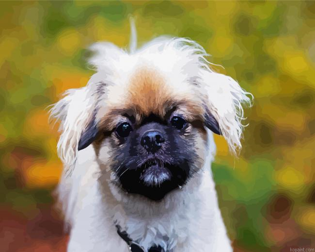 Tibetansk Spaniel Painting By Numberss.png