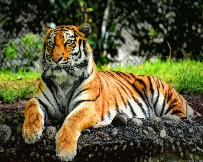 Tiger Animal Painting By Numberss.png
