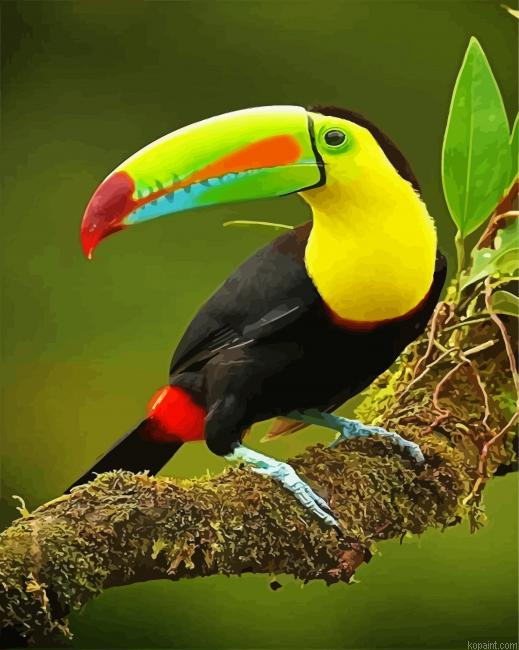 Toucan Bird Paint By Numbers.png