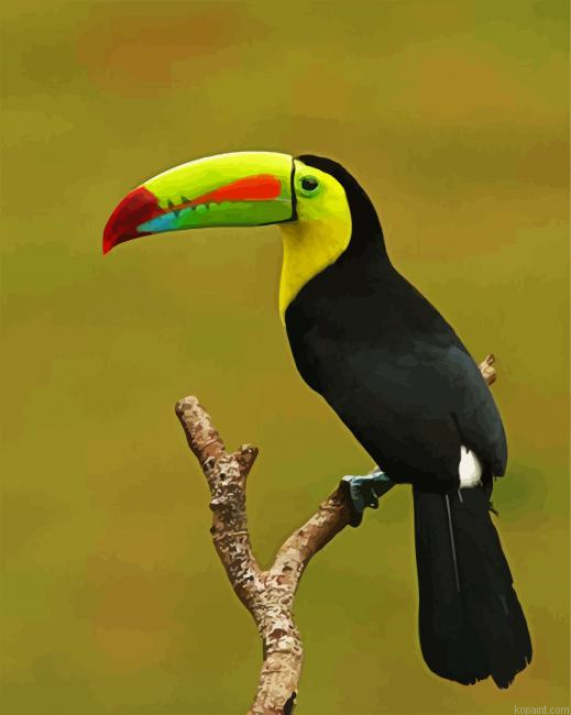 Toucan Paint By Numbers.png