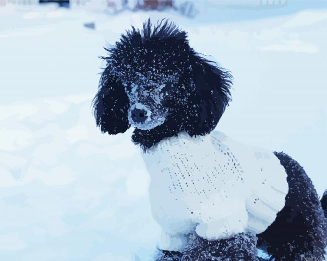 Toy Poodle In Snow Painting By Numberss.png