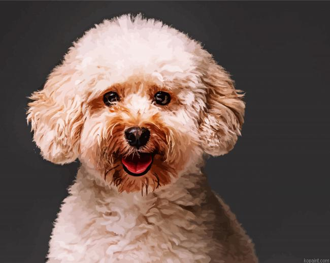 Toy Poodle Painting By Numberss.png