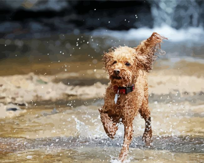 Toy Poodle Puppy Painting By Numberss.png