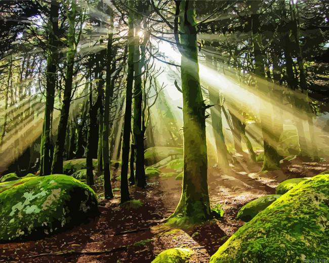 Trees Forest Light Painting By Numberss.png